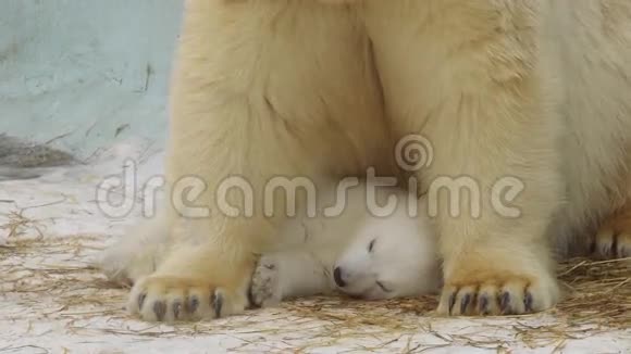波特瑞特冬天北极熊在动物园里照顾她熟睡的幼崽视频的预览图
