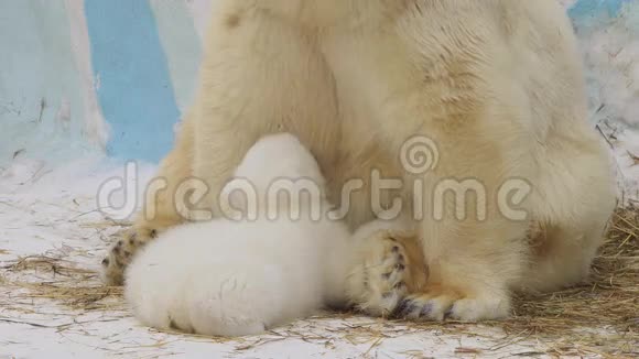 波特瑞特北极熊坐在动物园里喂幼崽视频的预览图
