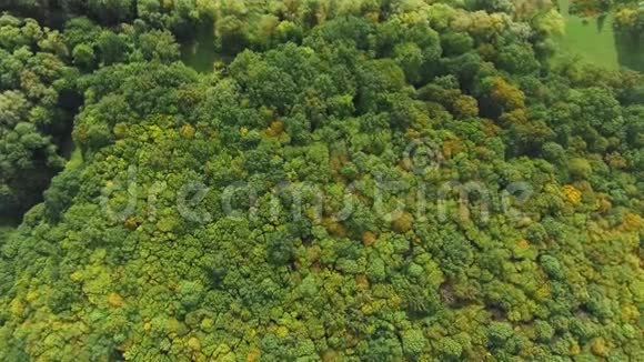 空中观景台飞过美丽的森林树木景观全景视频的预览图