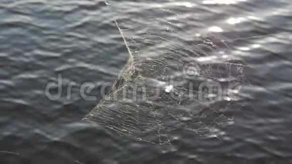 蜘蛛网在水背景夏季视频的预览图