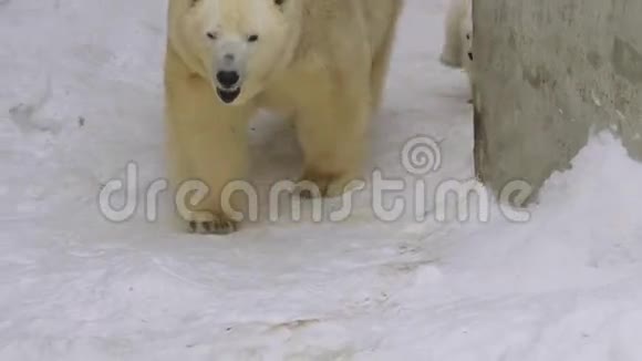 一个冬天北极熊幼崽在动物园里靠近母熊视频的预览图