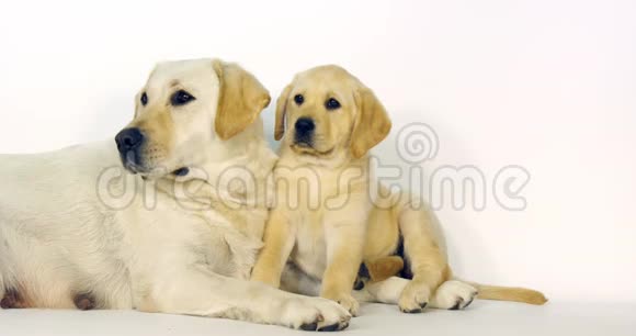 黄色拉布拉多猎犬白色背景的婊子和小狗诺曼底慢动作视频的预览图