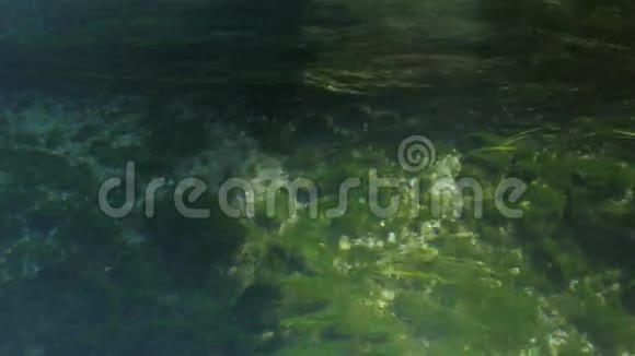 绿色海草看起来像细丝或湿毛视频的预览图