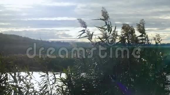 江岸暑假寻找野鸭森林湖上空的白云视频的预览图