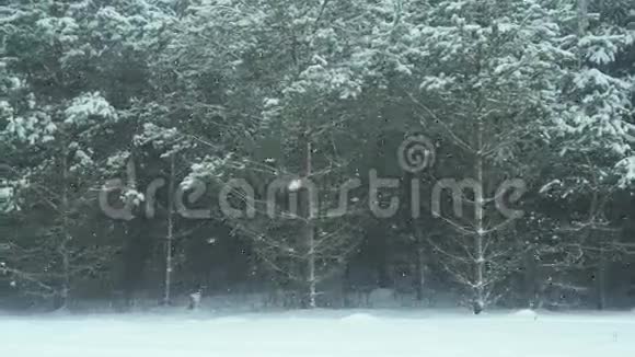美丽的冬季森林景观视频的预览图