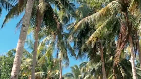 阳光下椰子棕榈树林的底部景观棕榈树映衬着美丽的蓝天蓝绿的棕榈树视频的预览图