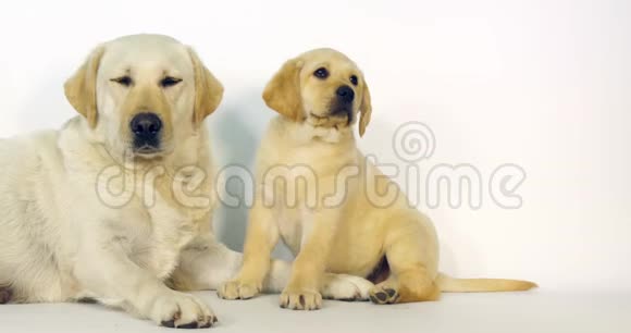 黄色拉布拉多猎犬白色背景的婊子和小狗诺曼底慢动作视频的预览图