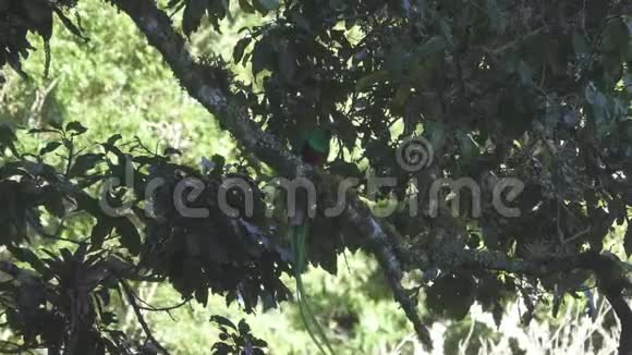 喙在树枝上的鸟视频的预览图