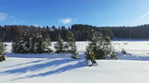 冬季有高松和道路的雪林的鸟瞰图视频的预览图