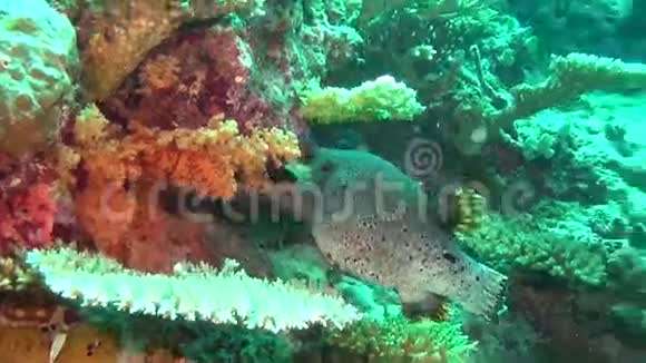 独特的斑点盒河豚鱼在清澈干净的海底马尔代夫水下视频的预览图