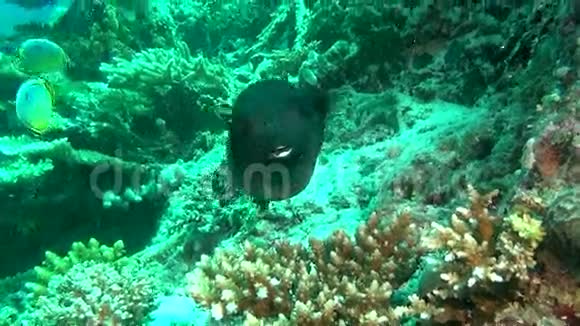 独特的斑点盒河豚鱼在清澈干净的海底马尔代夫水下视频的预览图