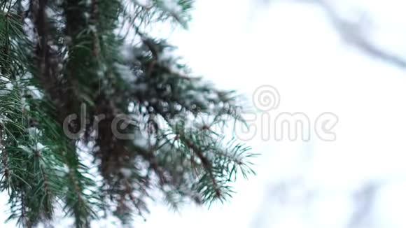 雪中枝翠杉树视频的预览图