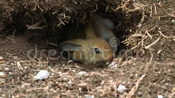 可爱的兔子躺在洞里视频的预览图