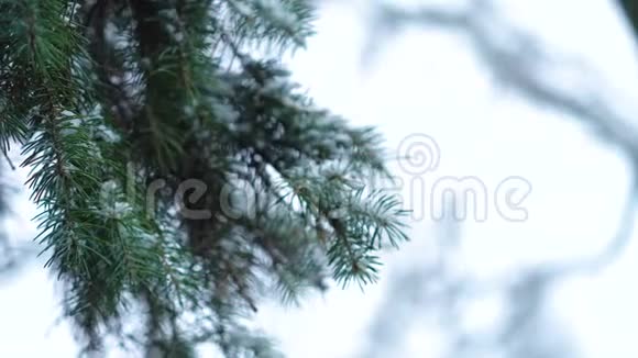 雪中枝翠杉树视频的预览图