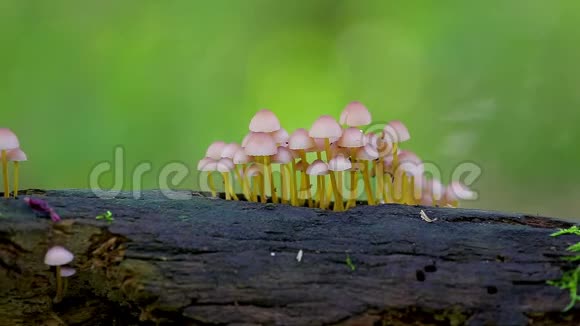 森林树干上的一组小蘑菇视频的预览图