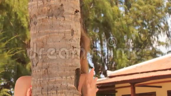 一个穿红色衣服的金发女孩从棕榈树干上望出来说话视频的预览图