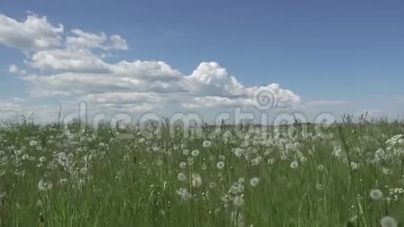 白蒲公英在夏日阳光明媚的日子里天空背景下白云视频的预览图
