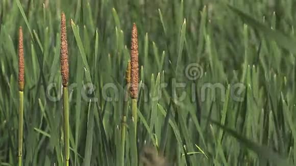 大芦苇或芦苇斑疹伤寒风中植物诺曼底池塘视频的预览图