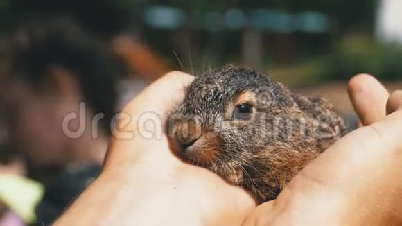 男人抱着一只小野毛小兔子掌中的小兔子视频的预览图