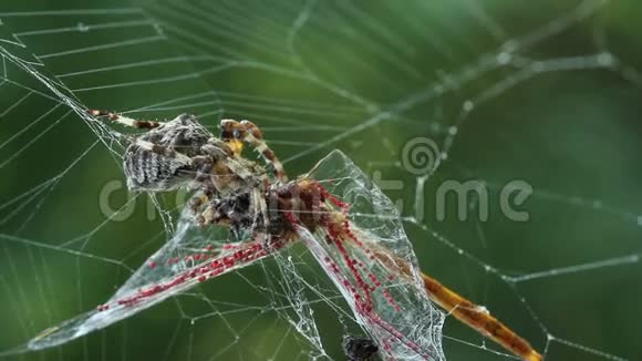 蜘蛛在网上吃蜻蜓视频的预览图