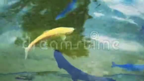 在鳟鱼农场的池塘里人工培育的多色白色蓝色的鳟鱼视频的预览图