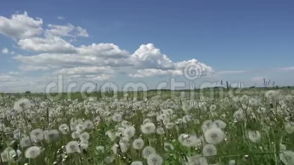 白蒲公英在夏日阳光明媚的日子里天空背景下白云视频的预览图