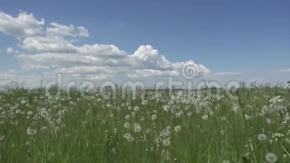 白蒲公英在夏日阳光明媚的日子里天空背景下白云视频的预览图