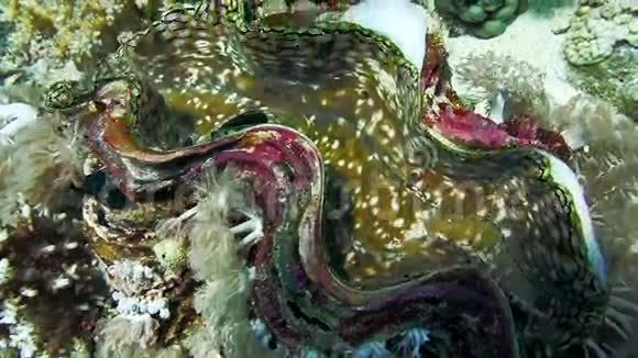 在珊瑚礁上的巨大产卵视频的预览图