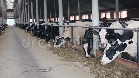 奶牛在农场吃愚蠢的东西视频的预览图