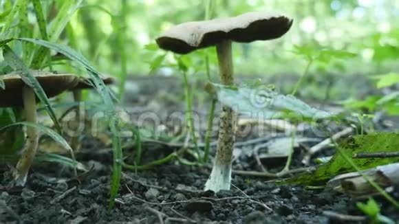 森林里有毒的蘑菇选择性聚焦视频的预览图