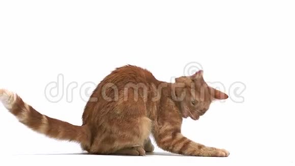 红色禁忌家庭猫成人游戏跳跃白色背景视频的预览图
