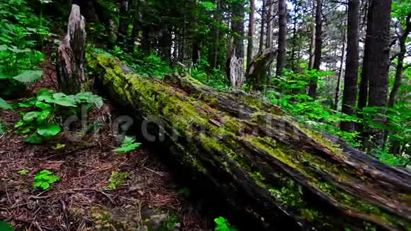 绿色森林和苔藓原木的风景视频的预览图