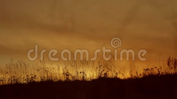 草地剪影背景与日落生活方式的自然视频的预览图