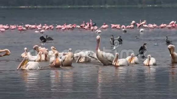 大白单针在肯尼亚的纳库鲁湖有一群巴斯殖民地视频的预览图