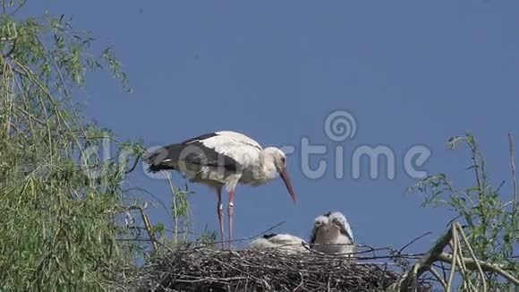 白鹳知了成鸟和雏鸟站在巢上法国阿尔萨斯视频的预览图