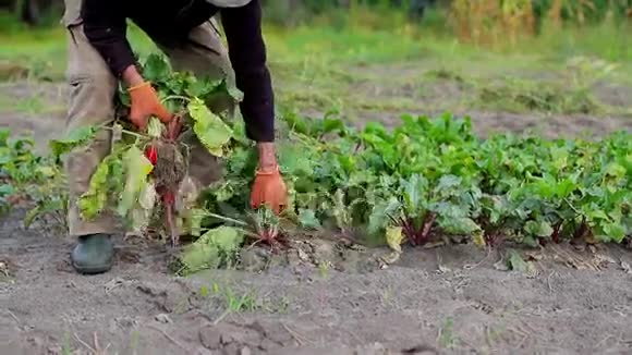 农学家收割收获甜菜视频的预览图