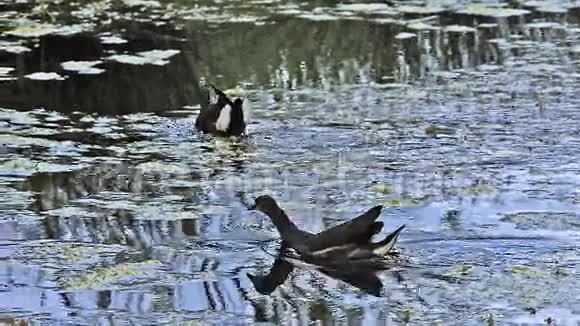 普通摩尔人或欧洲摩尔人绿飞行中的不成熟起飞在诺曼底的池塘视频的预览图