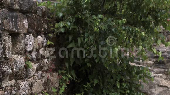 猫头鹰泰托阿尔巴成年飞行进入洞中的墙诺曼底视频的预览图