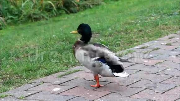 有残疾的动物鸭视频的预览图