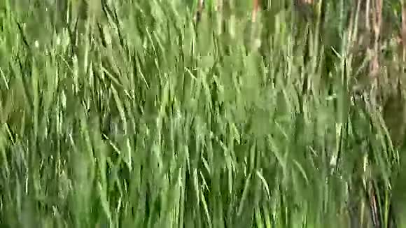 大芦苇或芦苇斑疹伤寒风中的植物诺曼底的池塘视频的预览图