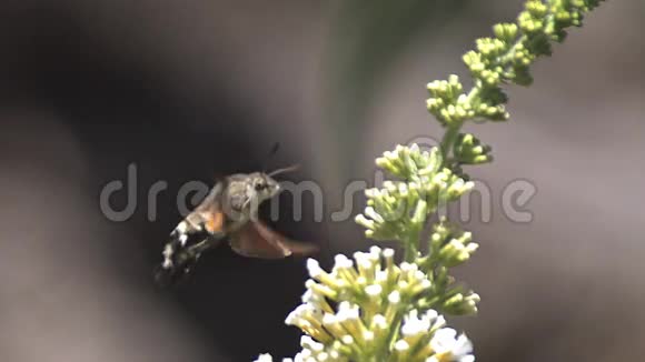HummingbirdHawkmoth麦角藻成年飞行拍打翅膀和喂食巴得利亚或夏季利拉茨视频的预览图