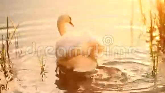 天鹅在日落的金色黄昏灯光下游湖视频的预览图
