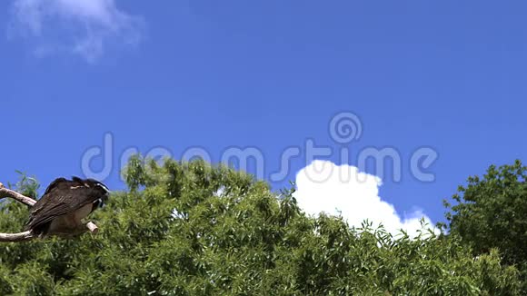 眼镜猫头鹰清晰脉动成年飞行从树枝上起飞视频的预览图