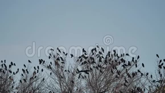 一群乌鸦坐在秋鸟树的顶端鸟群迁徙鸟群飞鸦视频的预览图
