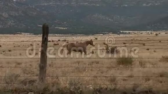 马跑在皮莱丽的栅栏后面视频的预览图