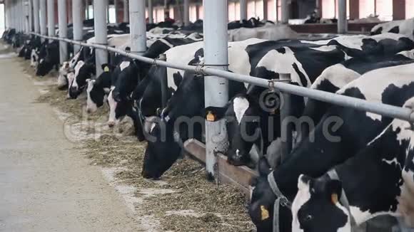 奶牛在农场吃愚蠢的东西视频的预览图