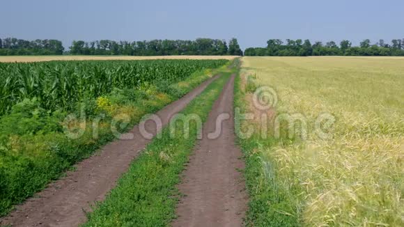 夏天成熟的男人在农田间的土路上奔跑视频的预览图