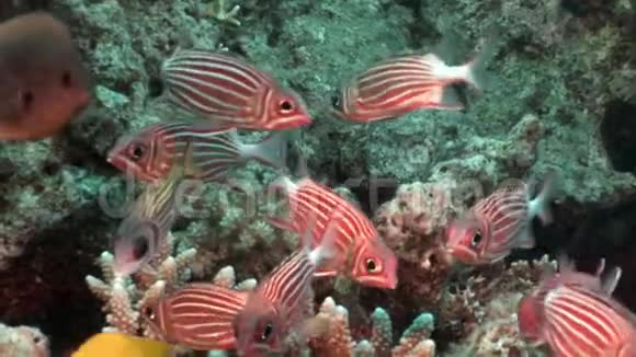 水下珊瑚中鲜艳的红色条纹鱼视频的预览图