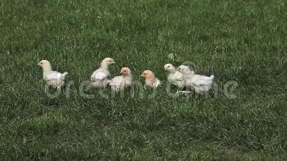 站在草地上的小鸡国内的小鸡法国的诺曼底视频的预览图