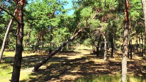 森林中倒下的松树视频的预览图